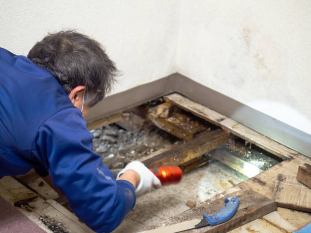Best Attic Mold Removal  in North Charleroi, PA