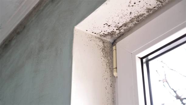 Best Best Mold Removal Companies  in North Charleroi, PA