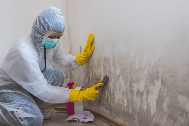 Best Mold Cleaning Services  in North Charleroi, PA